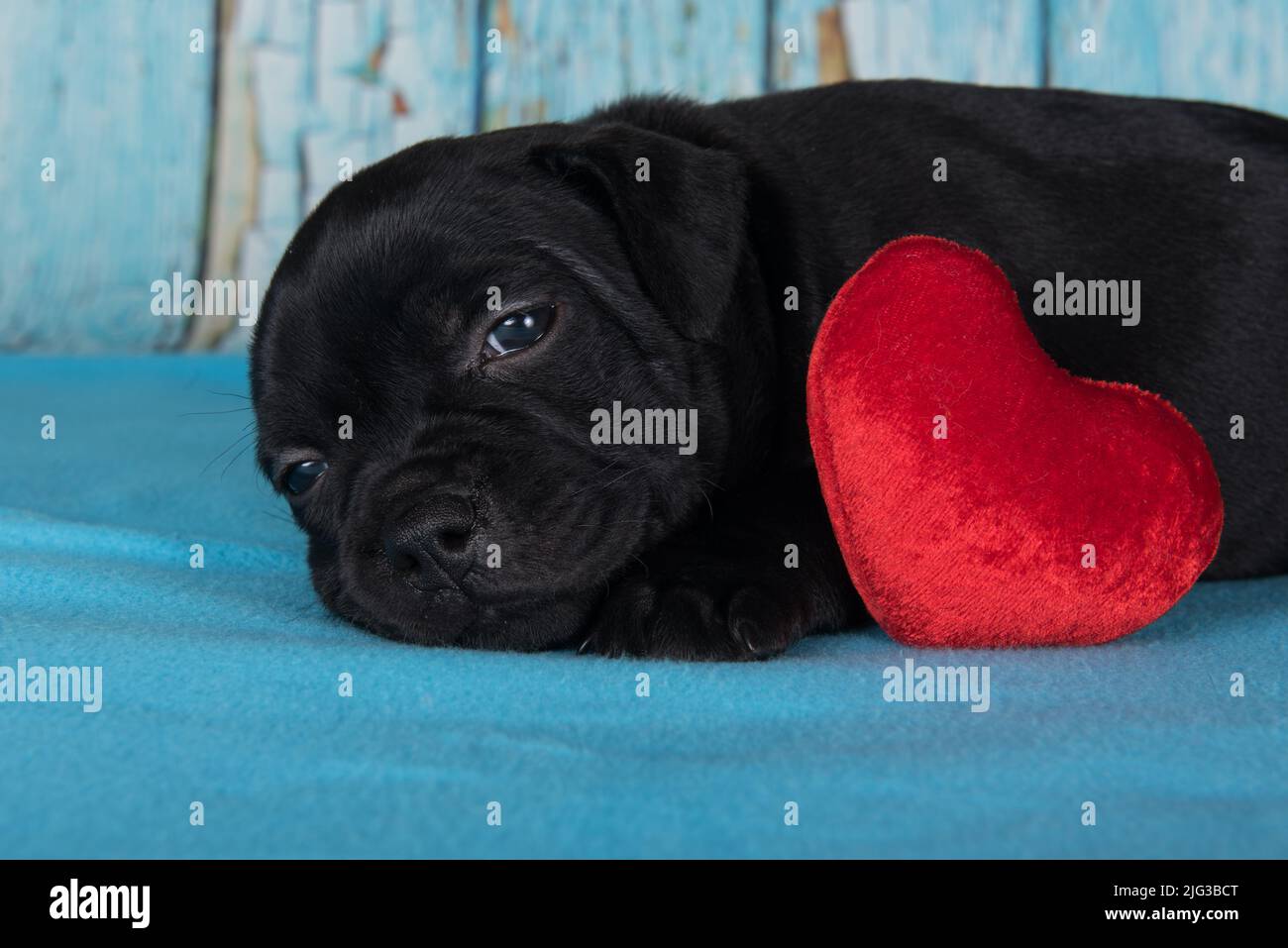 Black male American Staffordshire Terrier dog or AmStaff puppy with red heart on blue background Stock Photo