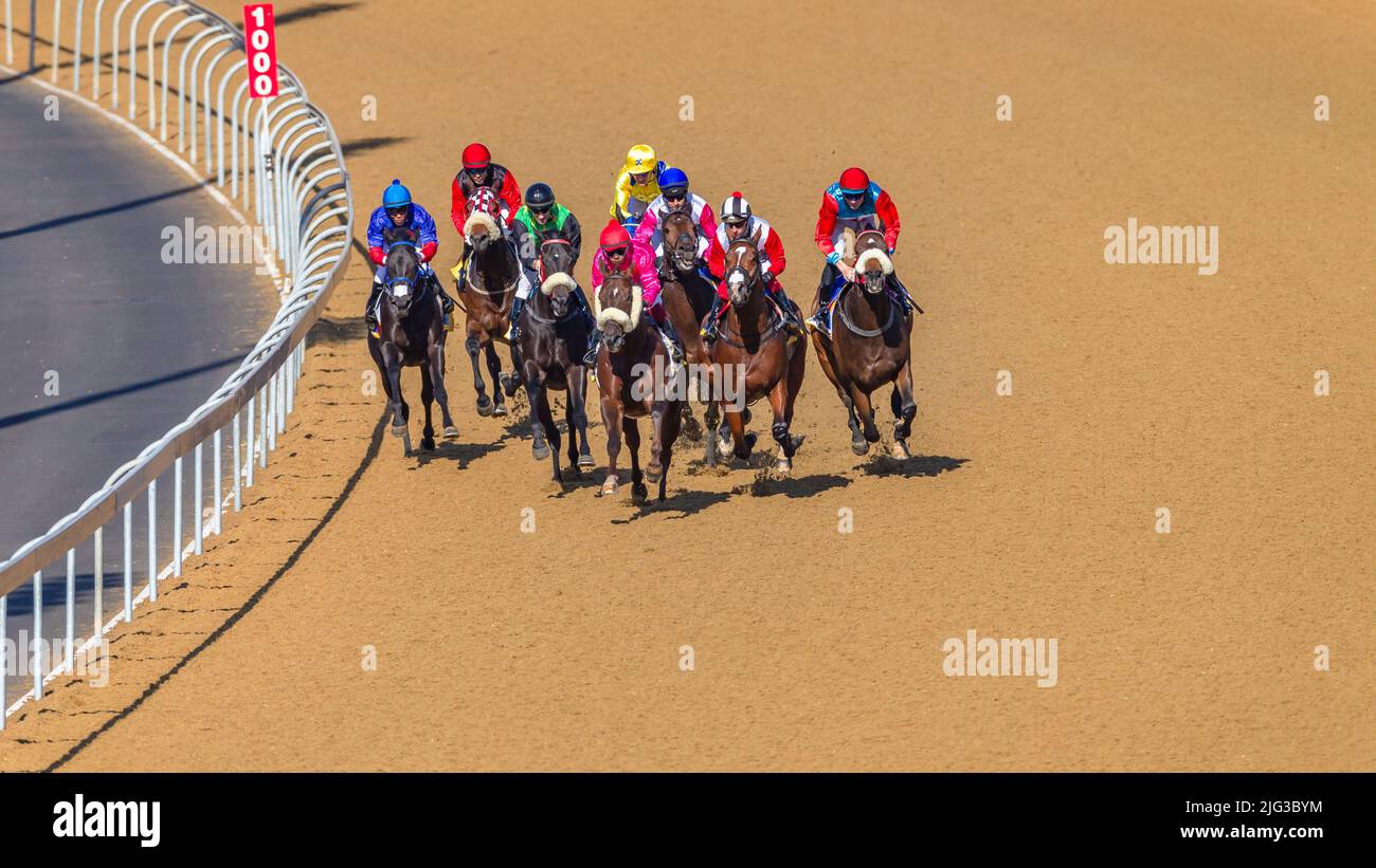 Horse racing overhead action of jockeys horses on race sand poly track
