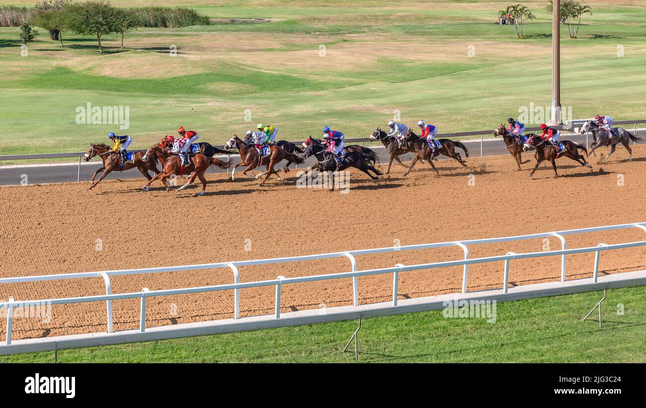 Horse racing overhead action of jockeys horses on race sand poly track