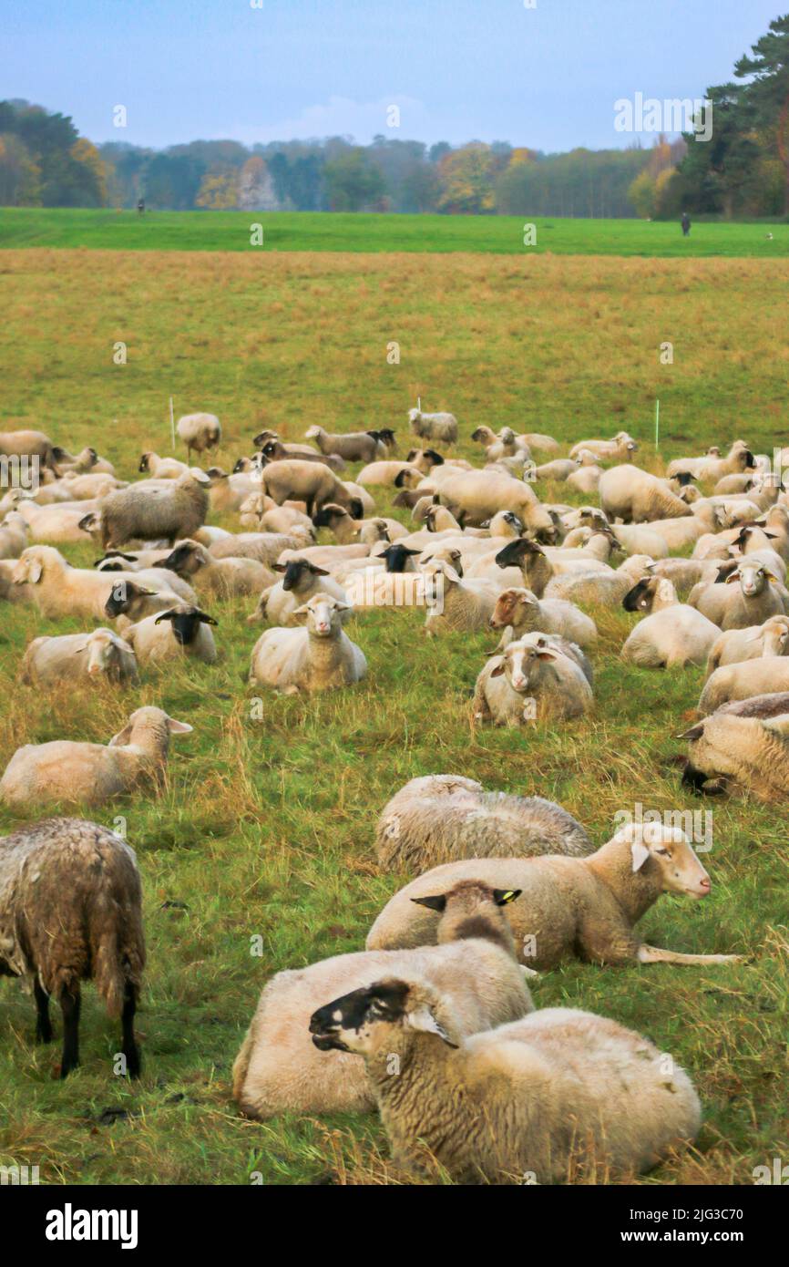 Sheep farm, herd of sheep resting and grazing in green field Stock