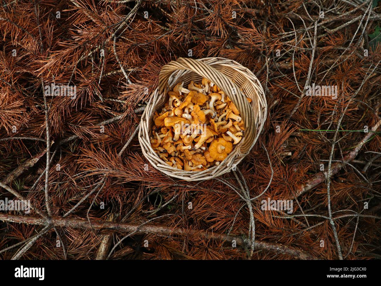 Mushroom picking is perfect in these corona times. In addition, many mushroom experts predict that it will be a good mushroom year this year. Here a filled mushroom basket with chanterelles (Cantharellus cibarius) from the forests outside Borensberg, Sweden. Stock Photo