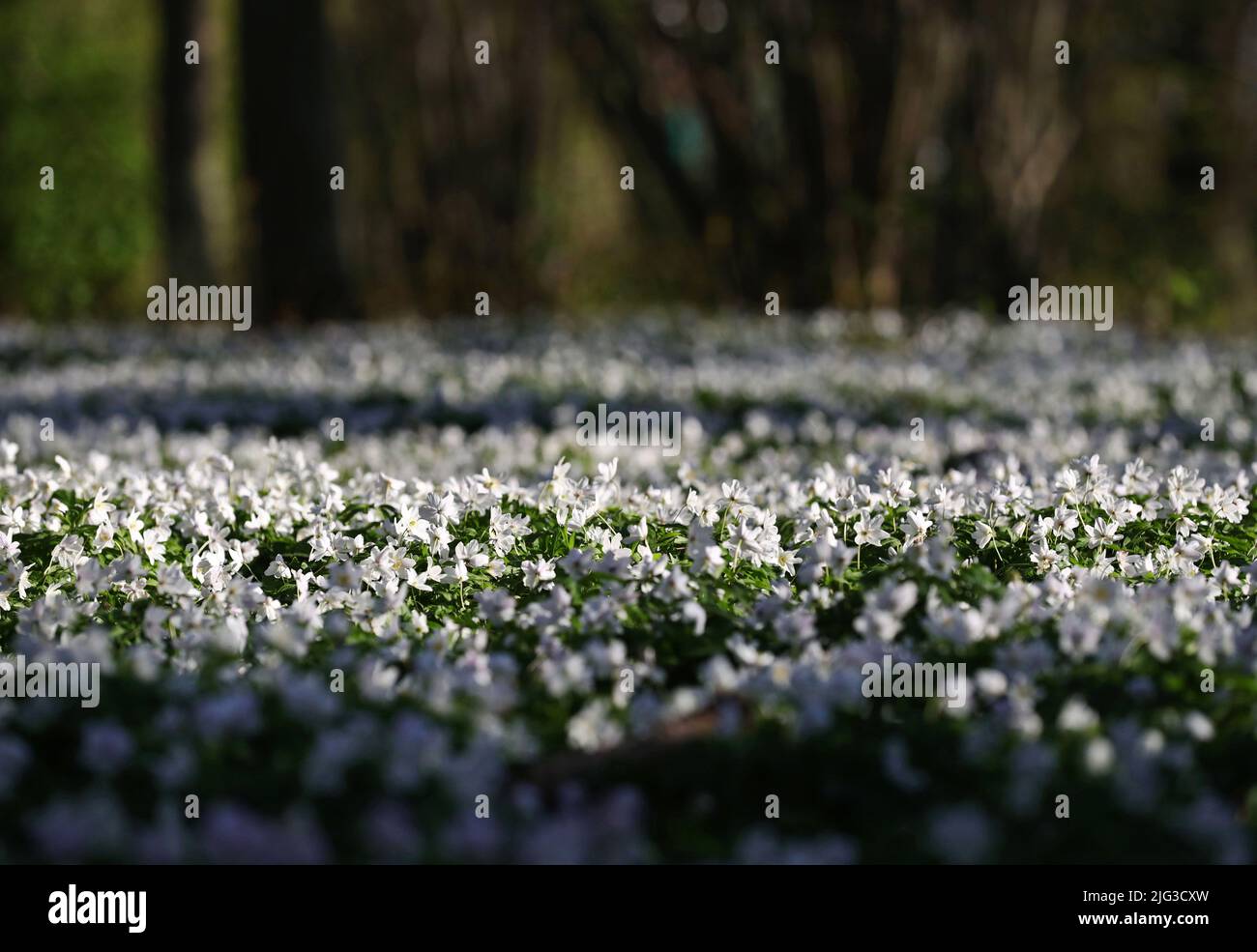 Many people are out in the nature in these corona times. Here a sea of wood anemones (Anemone nemorosa) along an exercise track in Bondebacka, Motala, Sweden. Stock Photo