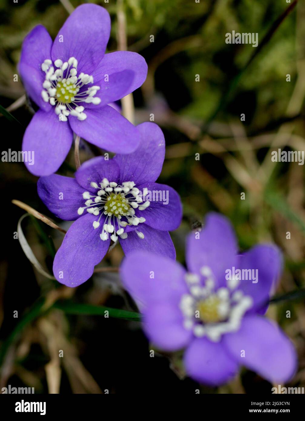 (Hepatica nobilis), the common hepatica, liverwort, kidneywort, or pennywort, is a species of flowering plant in the buttercup family Ranunculaceae Stock Photo