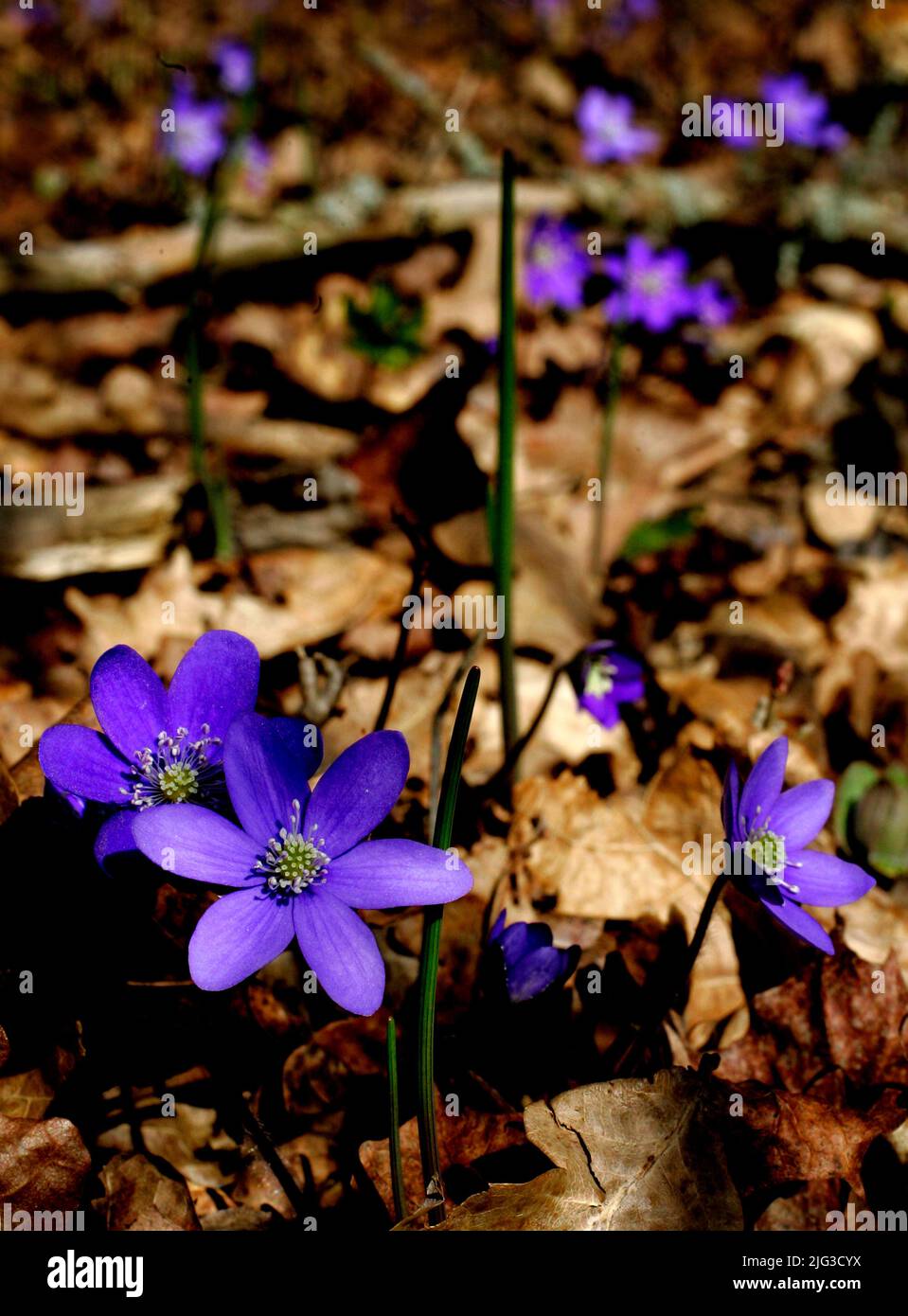 (Hepatica nobilis), the common hepatica, liverwort, kidneywort, or pennywort, is a species of flowering plant in the buttercup family Ranunculaceae Stock Photo
