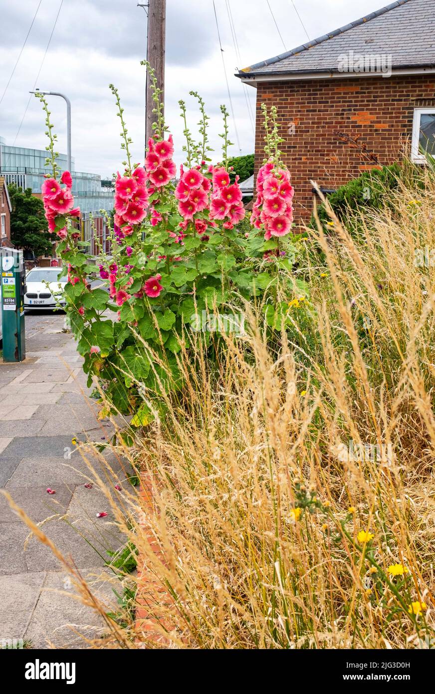 One of the Wildlife Areas in Brighton and Hove with the grass  and wild flowers including hollyhocks being allowed to grow by the city council , Sussex , England , UK Stock Photo
