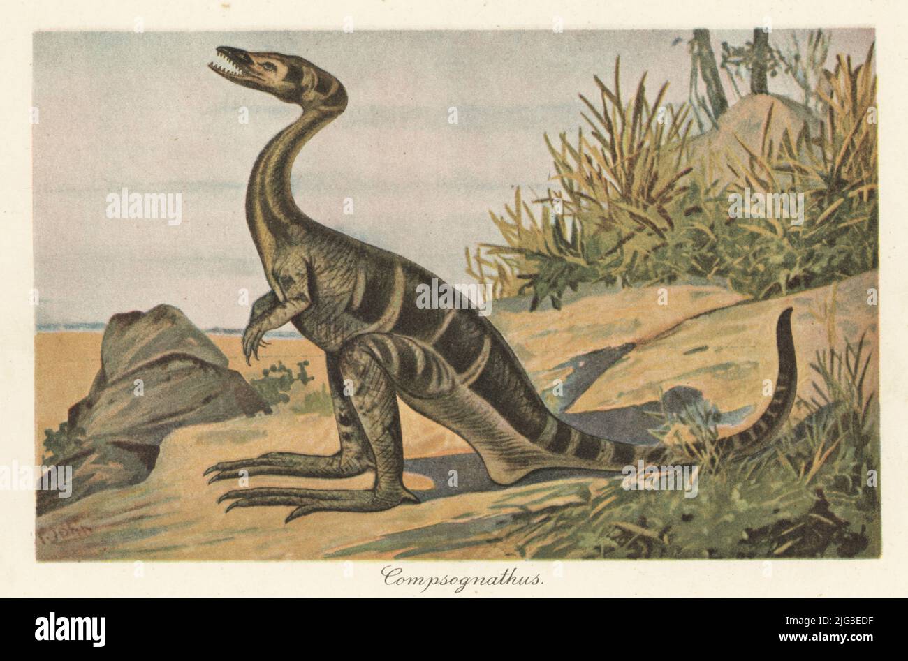 Reconstruction of a Compsognathus longipes, small, bipedal, carnivorous theropod dinosaur of the Jurassic. Colour printed illustration by F. John from Wilhelm Bolsche’s Tiere der Urwelt (Animals of the Prehistoric World), Reichardt Cocoa company, Hamburg, 1908. Stock Photo