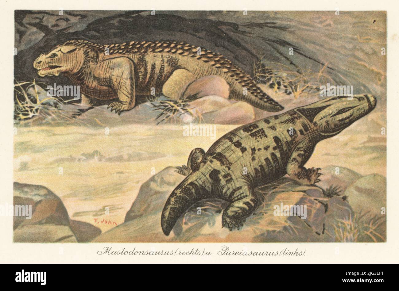 Reconstruction of a Mastodonsaurus, (right) extinct genus of giant large-headed temnospondyl amphibians of the Triassic, and Pareiasaurus, (left) extinct genus of anapsid reptile from the Permian. Colour printed illustration by F. John from Wilhelm Bolsche’s Tiere der Urwelt (Animals of the Prehistoric World), Reichardt Cocoa company, Hamburg, 1908. Stock Photo