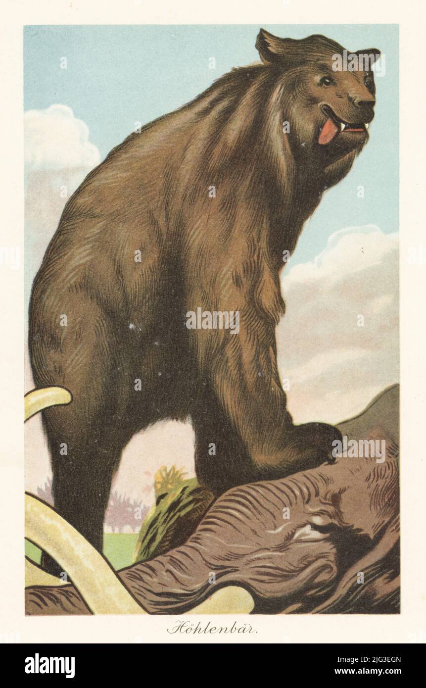 Reconstruction of a cave cave bear, Ursus spelaeus. A prehistoric species of bear from the Pleistocene that became extinct in the Last Glacial Maximum. Standing on prey, a dead Palaeoloxodon. Hohlenbar. Colour printed illustration by F. John from Wilhelm Bolsche’s Tiere der Urwelt (Animals of the Prehistoric World), Reichardt Cocoa company, Hamburg, 1908. Stock Photo