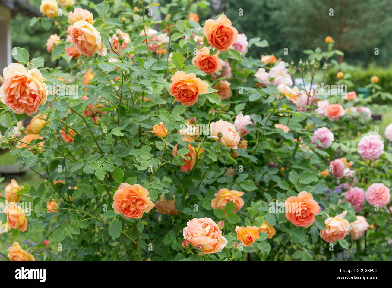 Rich orange-red rosebuds open in cup-shaped flowers. Lovely bush of English roses in the summer garden Stock Photo