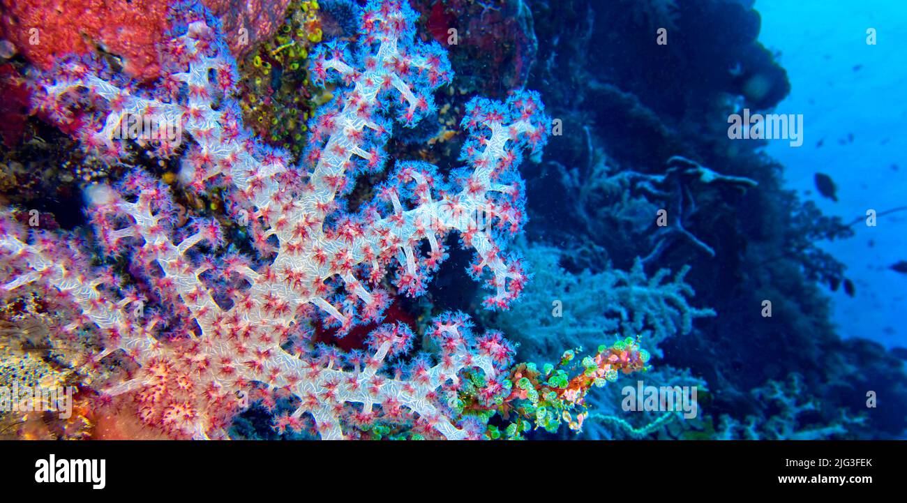 Sea Life Tree Multi-branched Trees Soft Coral, Coral Reef, Bunaken National Marine ...