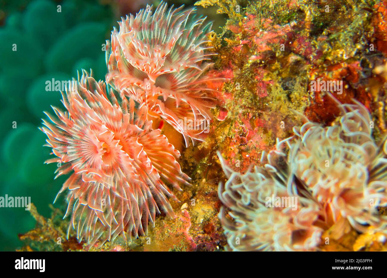 Feather Duster Worms, Tube Worm, Polychaete, Coral Reef, Lembeh, North