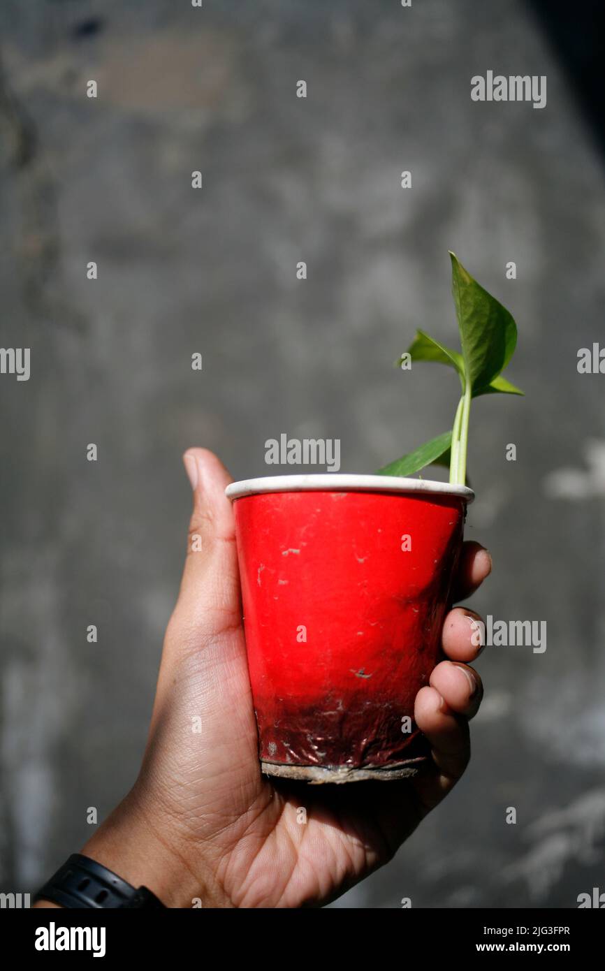 Recycled paper cup for seedlings and planting house plant Stock Photo ...