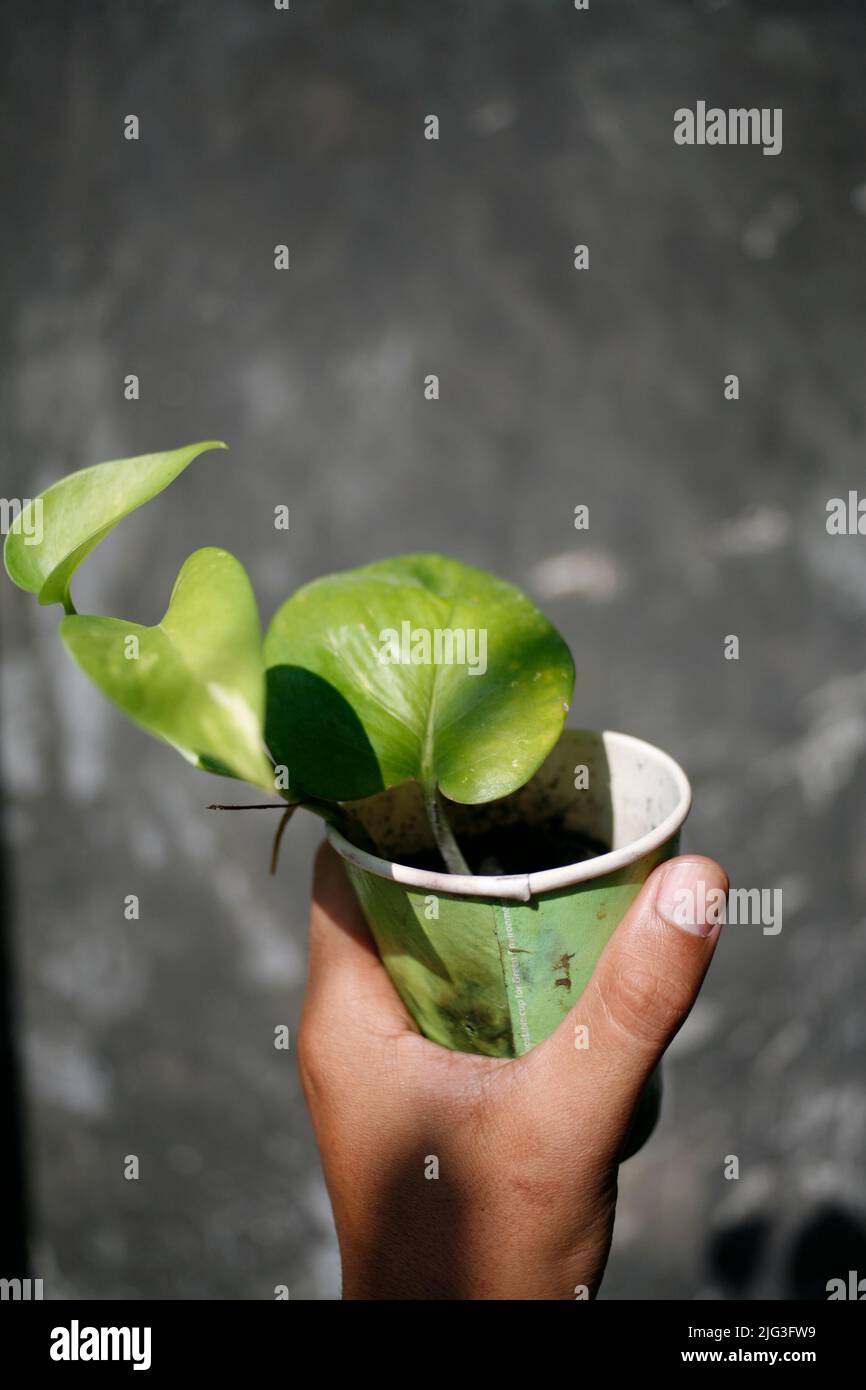 Recycled paper cup for seedlings and planting house plant Stock Photo ...