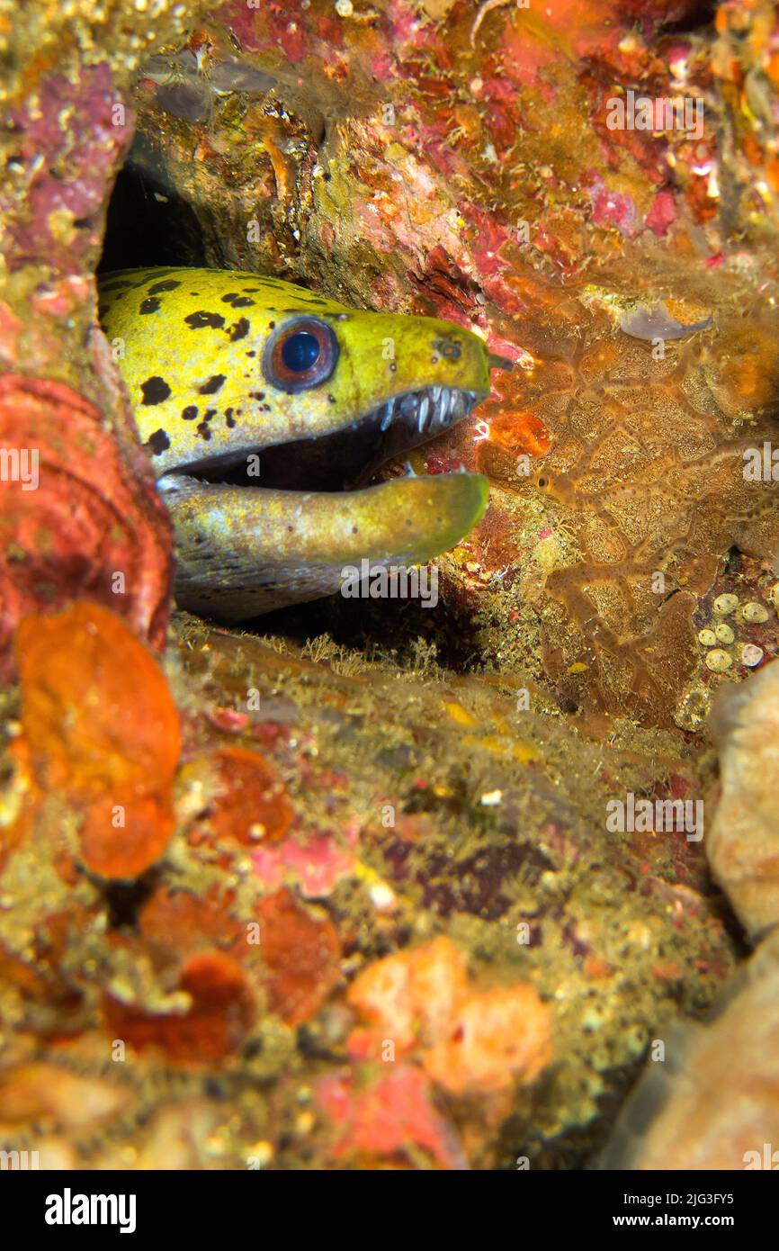 Spot-face Moray, Gymnothorax fimbriatus, Coral Reef, Lembeh, North Sulawesi, Indonesia, Asia Stock Photo