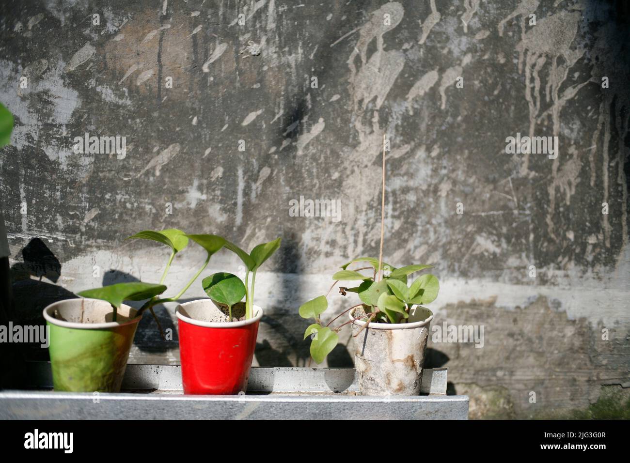 Recycled paper cup for seedlings and planting house plant Stock Photo ...