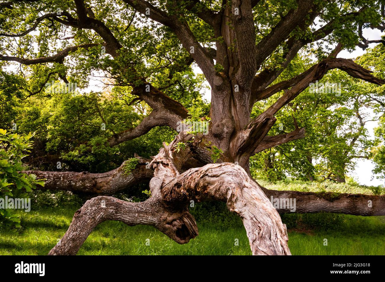 The King Oak is located on the grounds of abandoned Charleville Castle