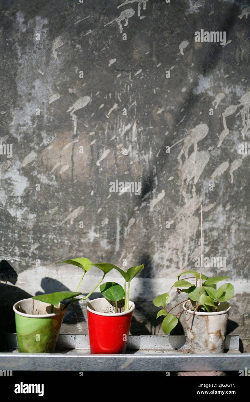 Scattered paper cups and plant grown in a paper cup Stock Photo Alamy