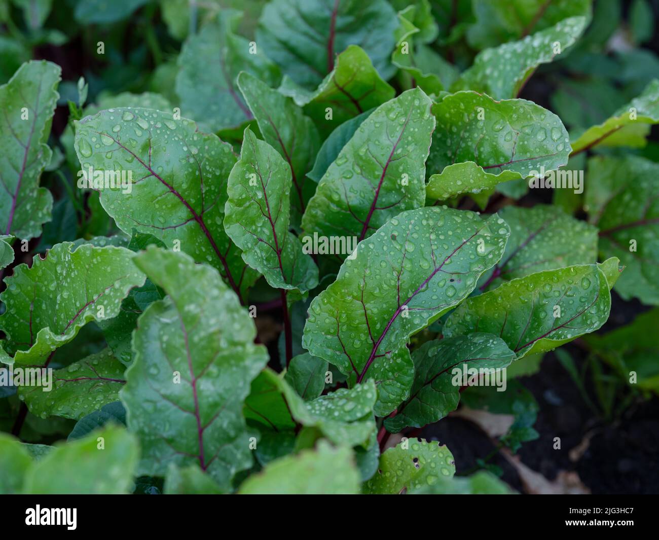 Some beet plants growing in a vegetable garden. Close up. Stock Photo