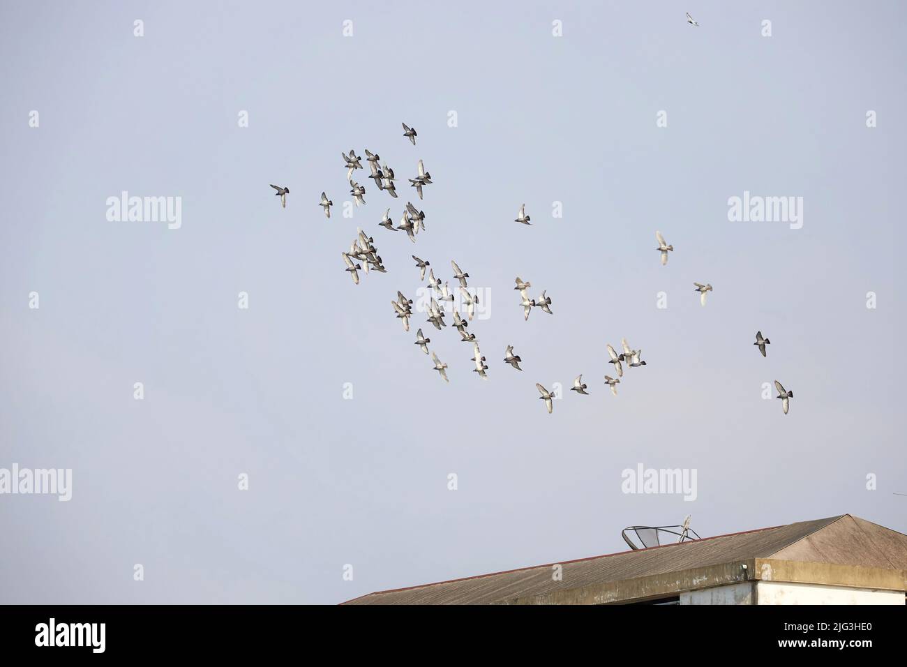 Flock of pigeon flying on roof of tower Stock Photo - Alamy