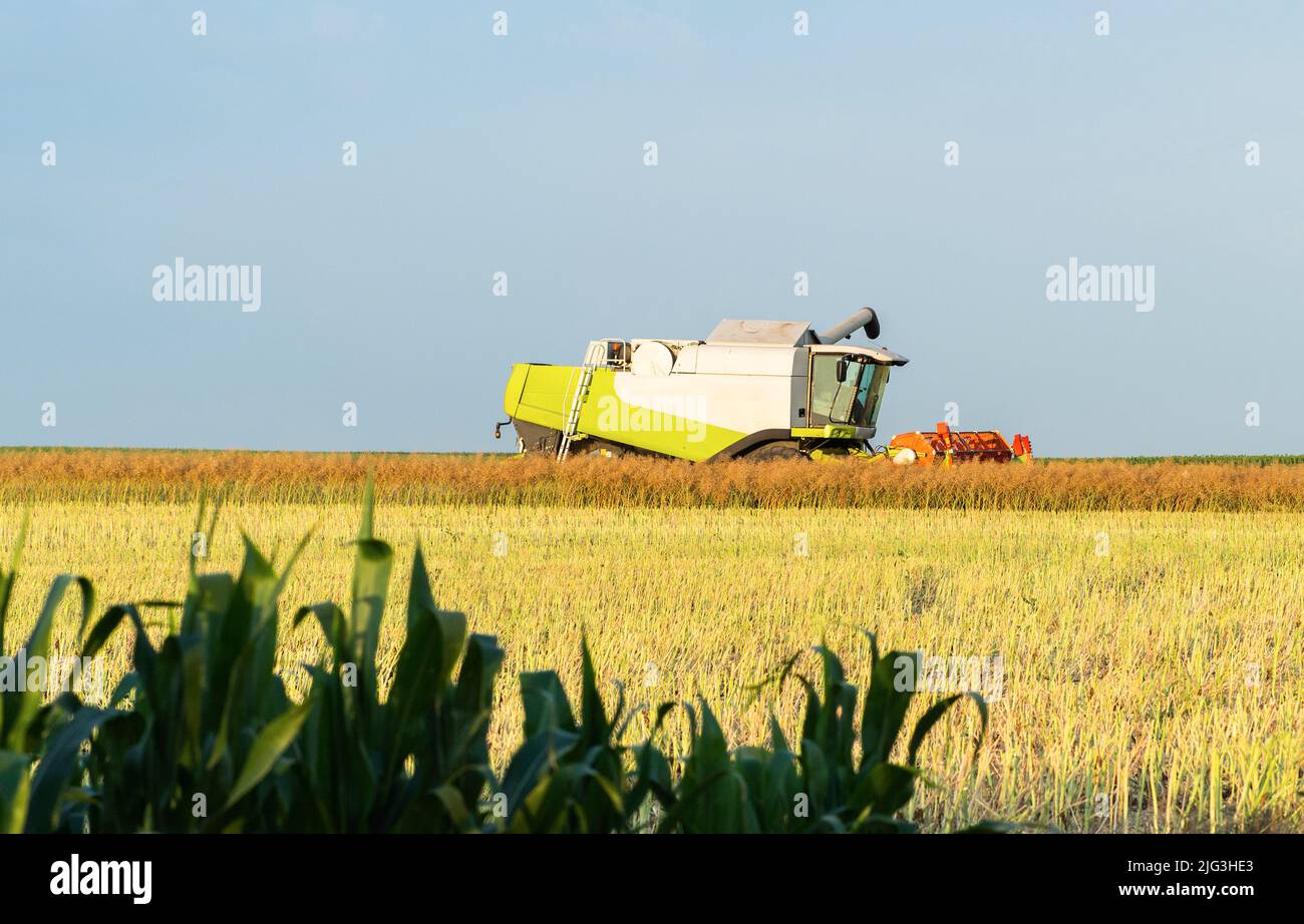 Harvester for agriculture work. Harvesting oil seed canola. Stock Photo