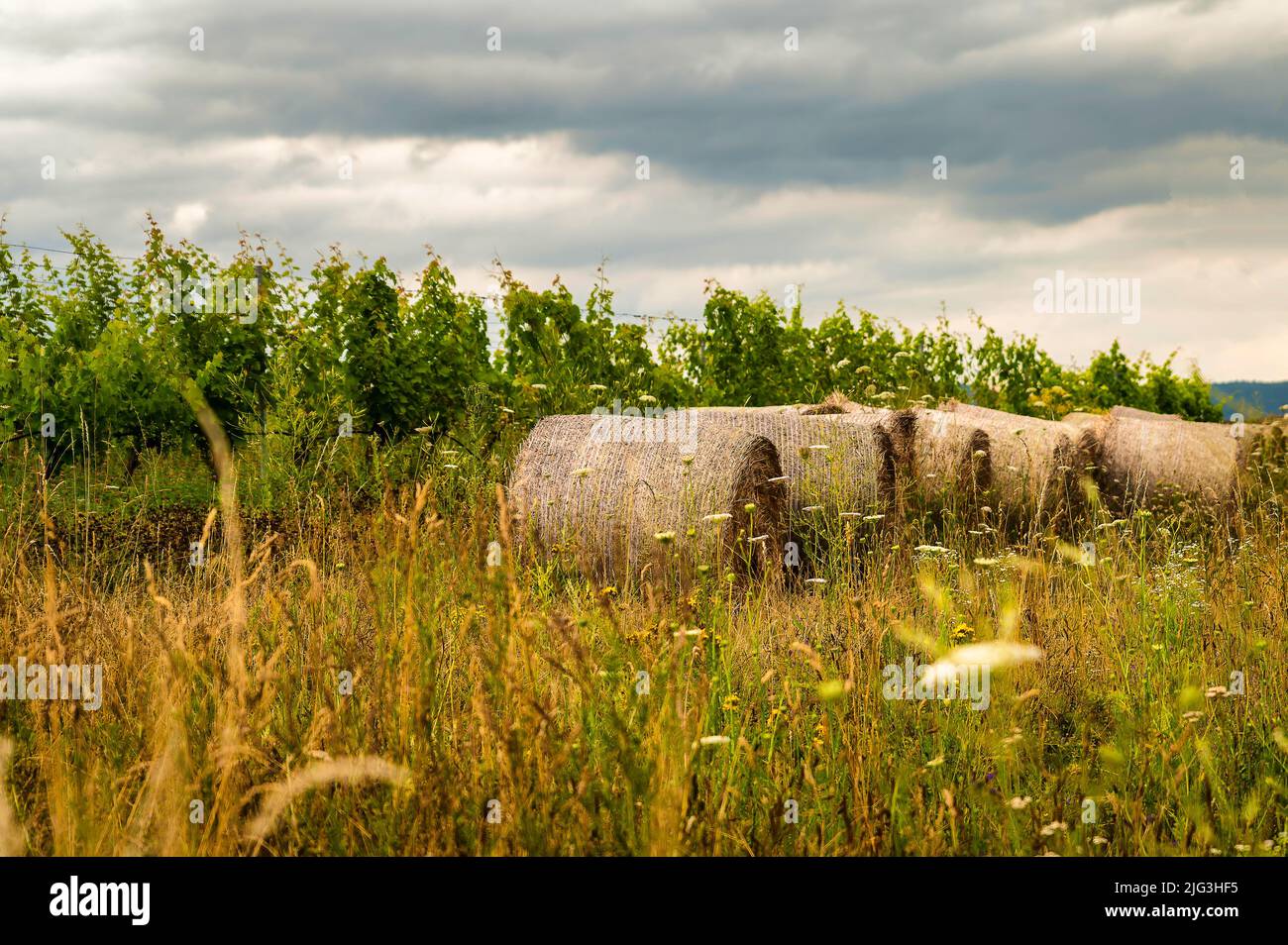 Heuballen Stock Photo