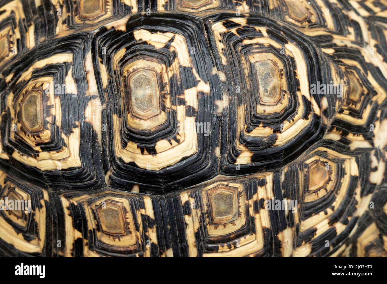 The keratin scales, or scutes, on a Leopard Tortoise shell covers the unique skeletal structure. The ridges show times of growth and can show the age Stock Photo