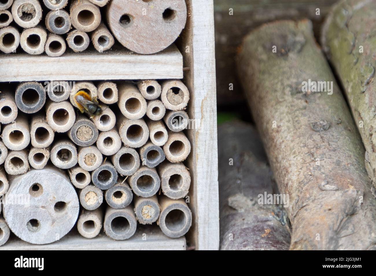 An insect hotel for bees, wasps and other insects made of old wood. Stock Photo