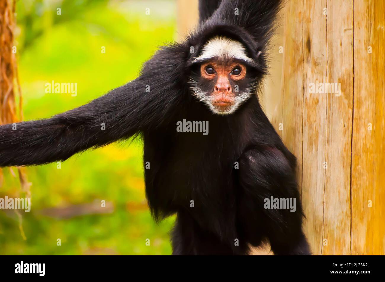 Spider monkey, a very common animal found in the Amazon Forest Stock ...