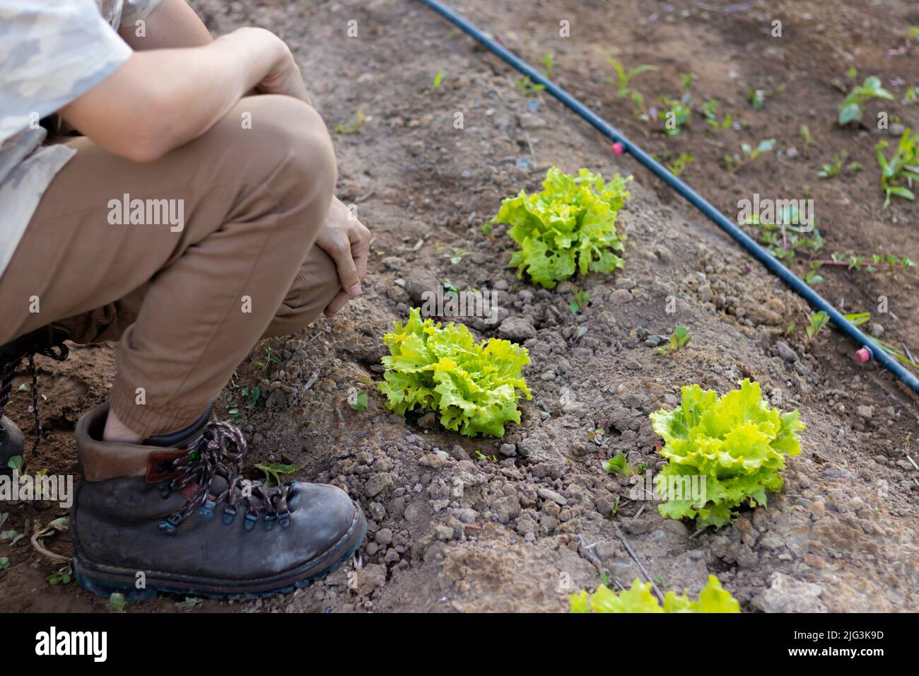 Unrecognizable young man nearby some growing fresh and organic lettuce at his own home garden orchard in summer Stock Photo
