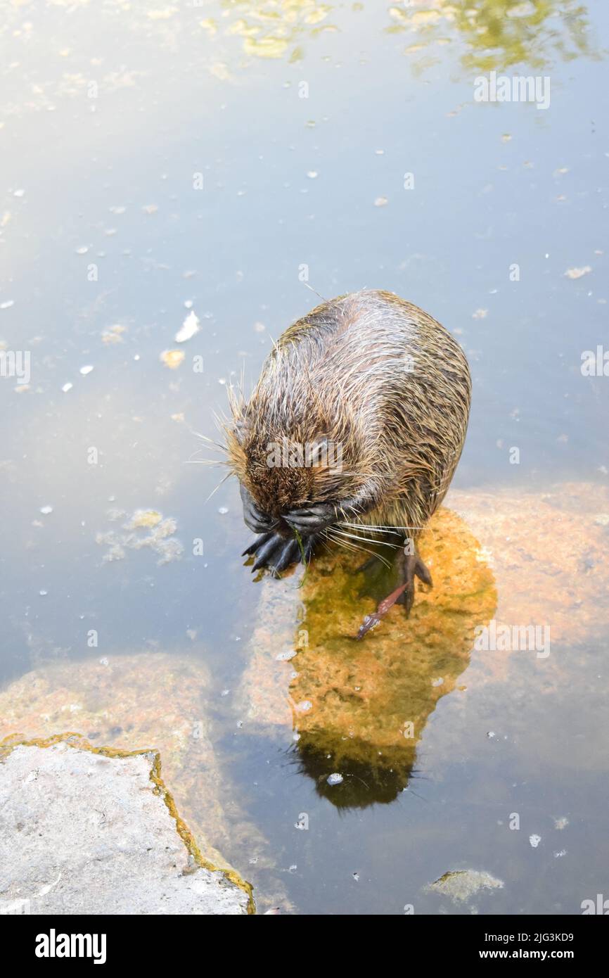 Nutria with acrobatic abilities Stock Photo