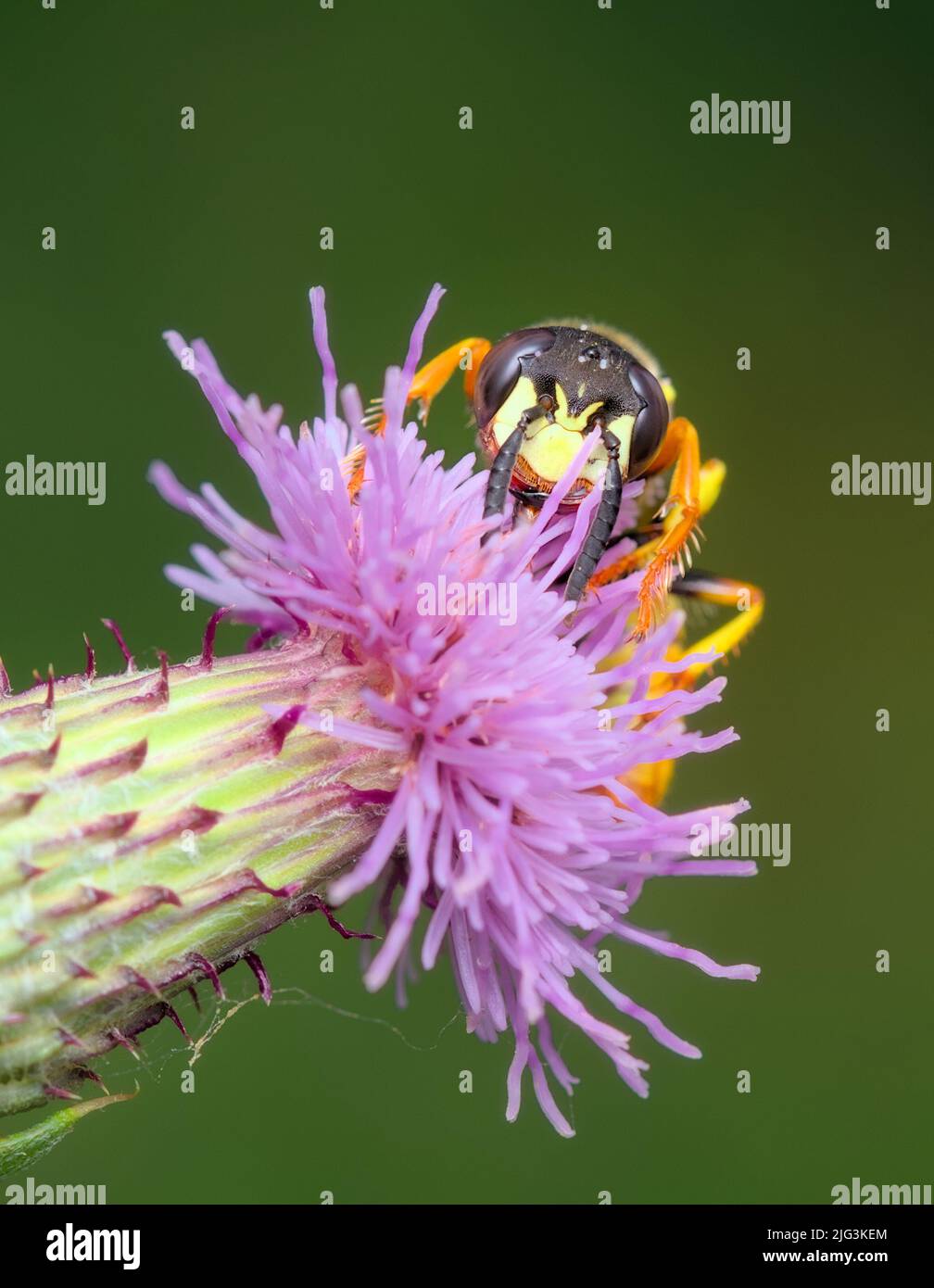 Bee Wolf, Philanthus triangulum, Feeding On The Purple Flower Of Marsh Thistle, Carduus crispus, New Forest UK Stock Photo