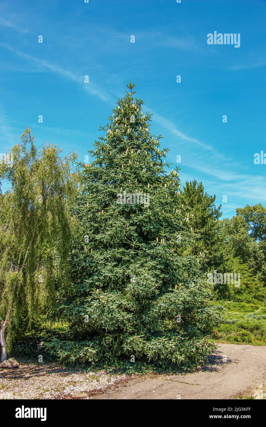 Fir (Abies) with fresh fir cones and branches in the botanical garden of Nitra, Slovakia. Stock Photo