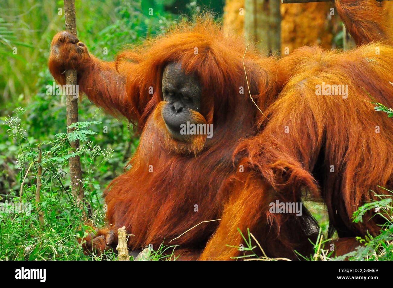 Orangutang (Pongo pygmaeus) are among the most intelligent primates, living mainly in Borneo forests Stock Photo