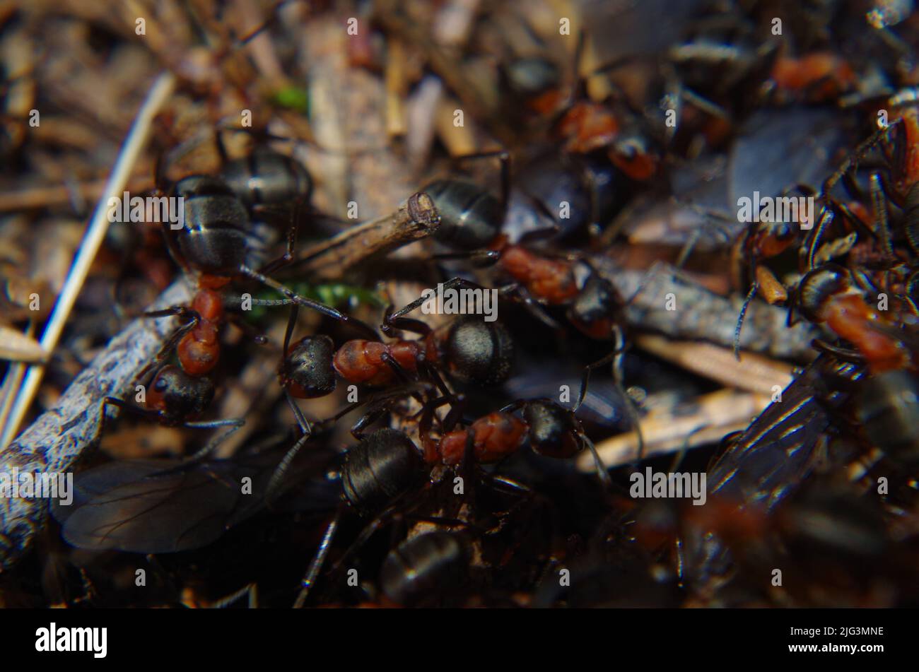 Ants in Detaill. Stock Photo