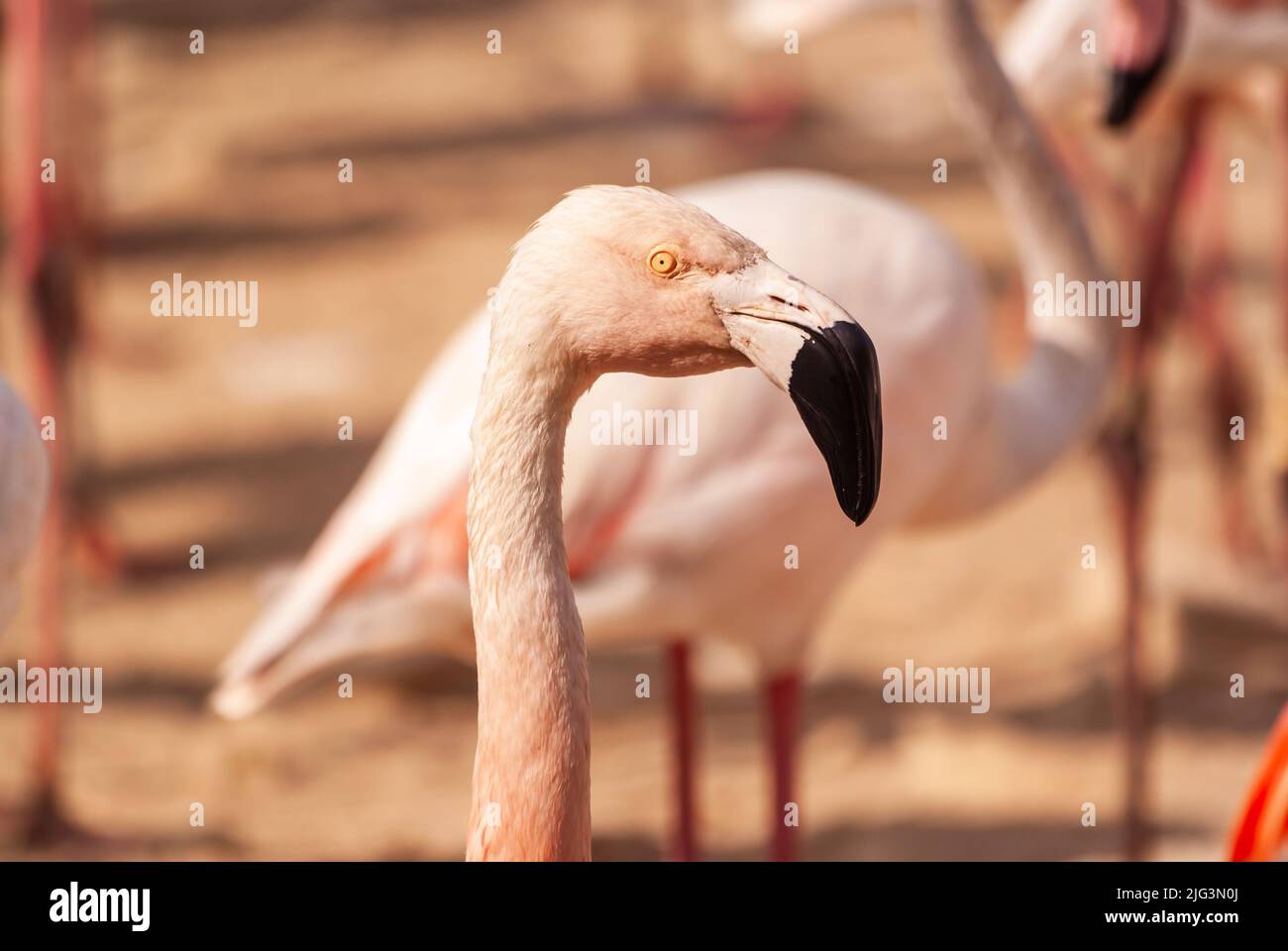 Flamingos at Sigean Park in Occitanie, France Stock Photo