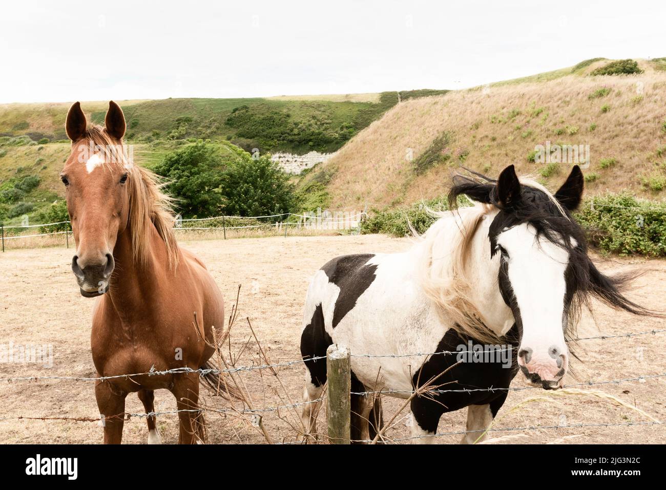 Close up animals hi-res stock photography and images - Alamy