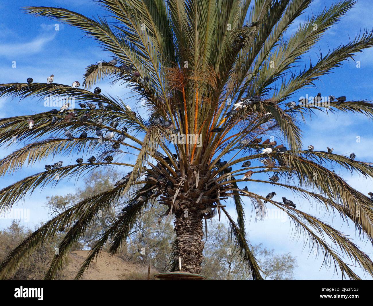 Pigeons sitting on a palm tree at the Camel station close the dunes of Maspalomas, Grand Canary, Canary islands, Spain, Europe Stock Photo