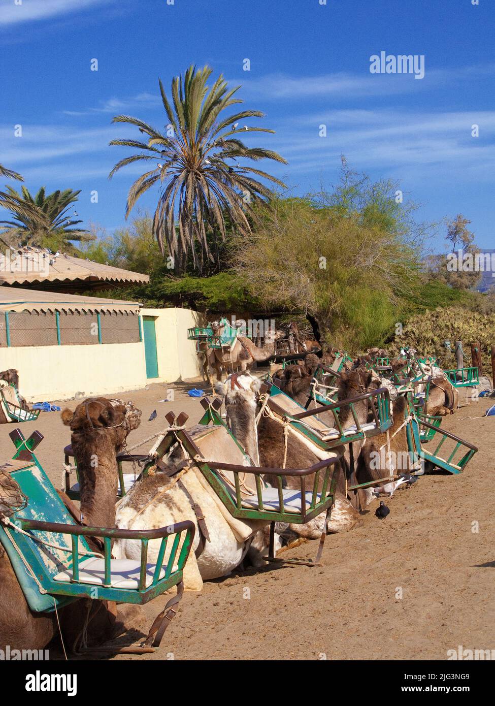 Camels resting at the camel station, Camel riding at the dunes of ...