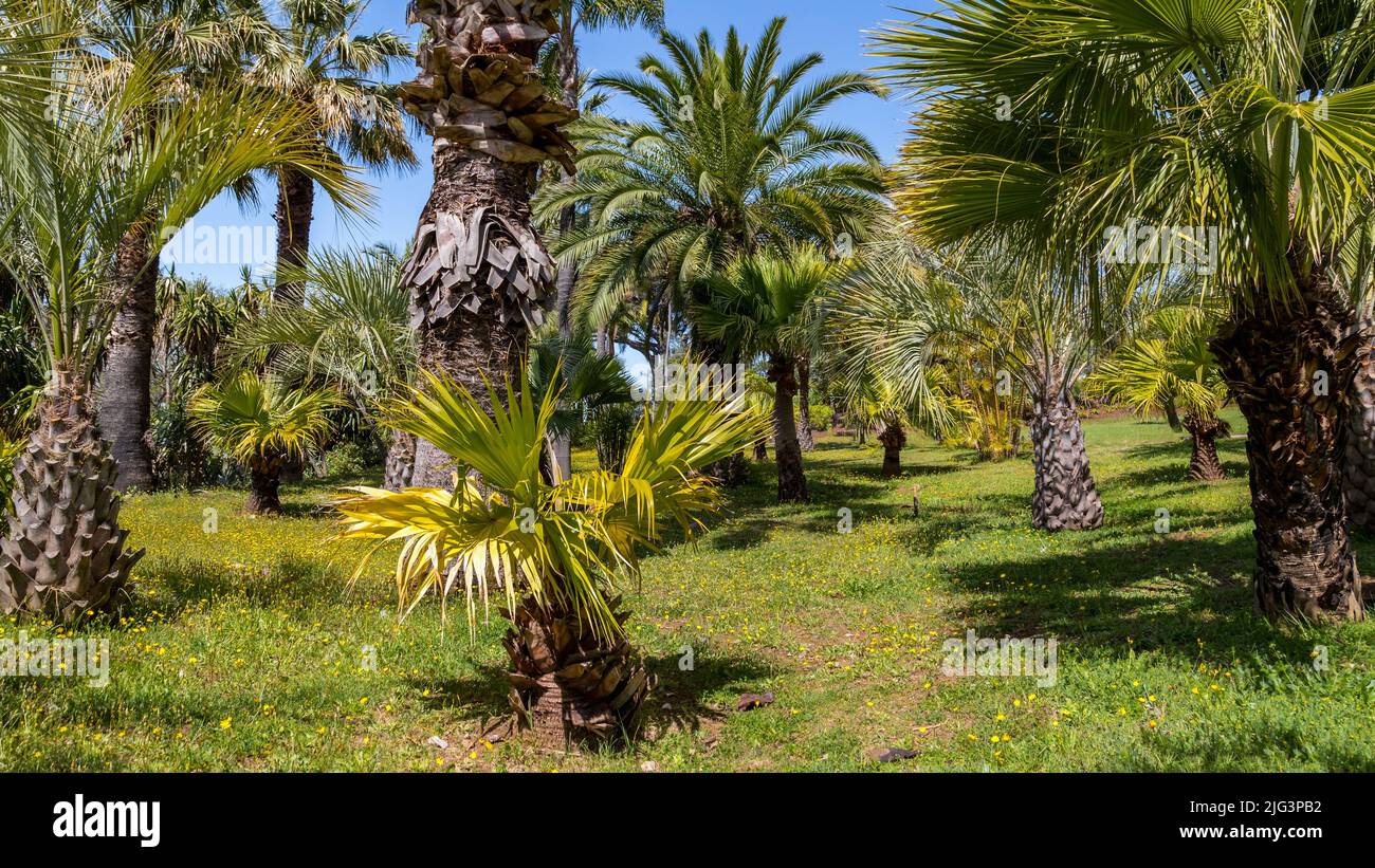 Collection of palm trees in the botanical garden Stock Photo - Alamy