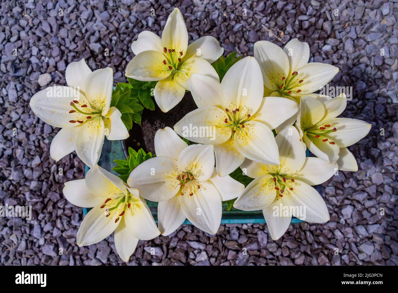 Yellow lilies in full summer bloom Stock Photo
