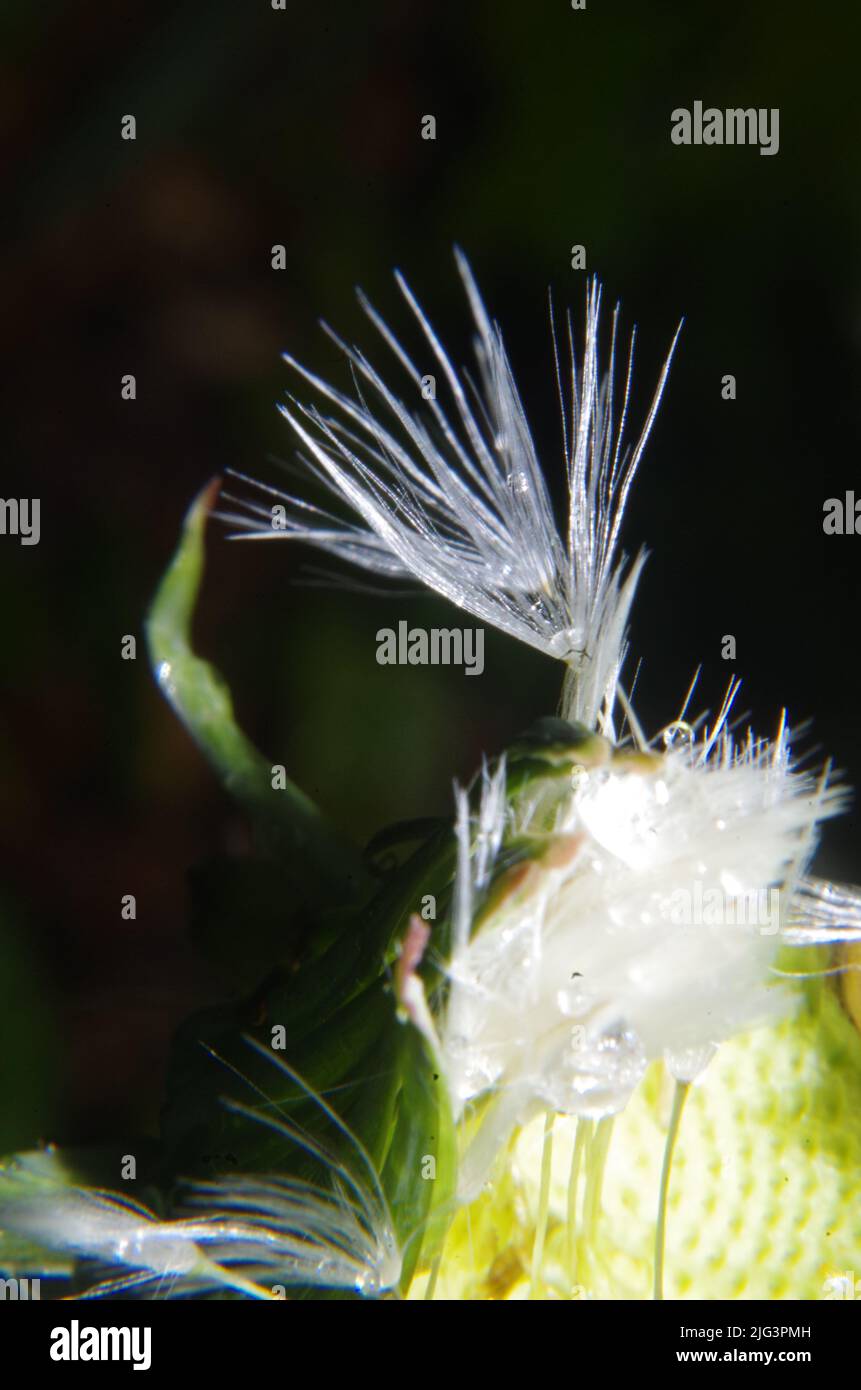 Dandelion Seeds carrying on an Idear. Stock Photo
