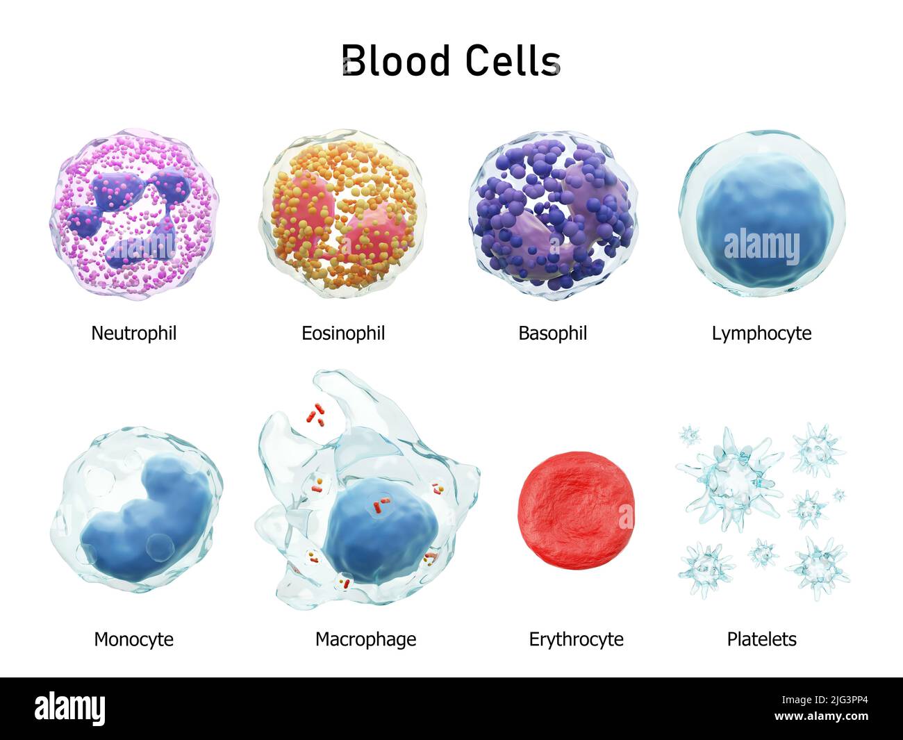 Blood cells series . Neutrophils Eosinophils Basophils Lymphocytes Monocytes Macrophages Erythrocytes and Platelets . Transparent material design . Is Stock Photo