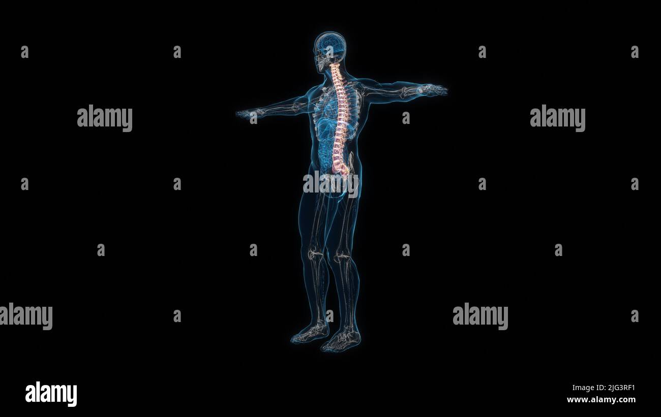 Human male body spine 3d hologram. 3D illustration Stock Photo