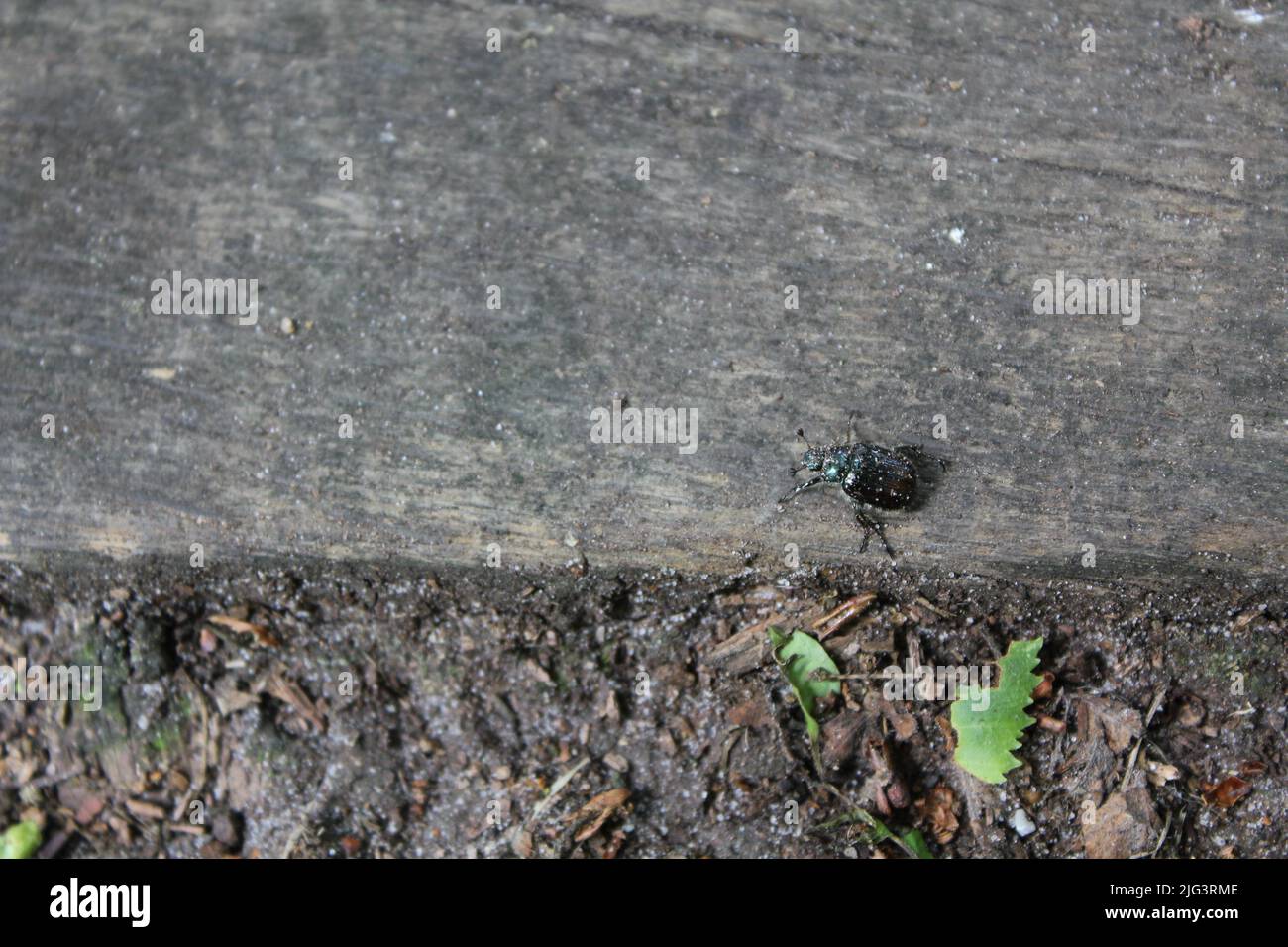 Beautiful purple blue dung beetle is crawling on wood in the forest nature of Pipinsburg in Geestland Cuxhaven Lower Saxony Germany. Stock Photo
