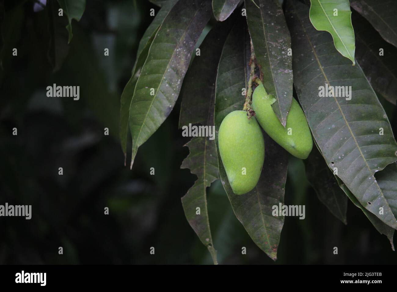 Picture of raw mango on mango tree. Stock Photo