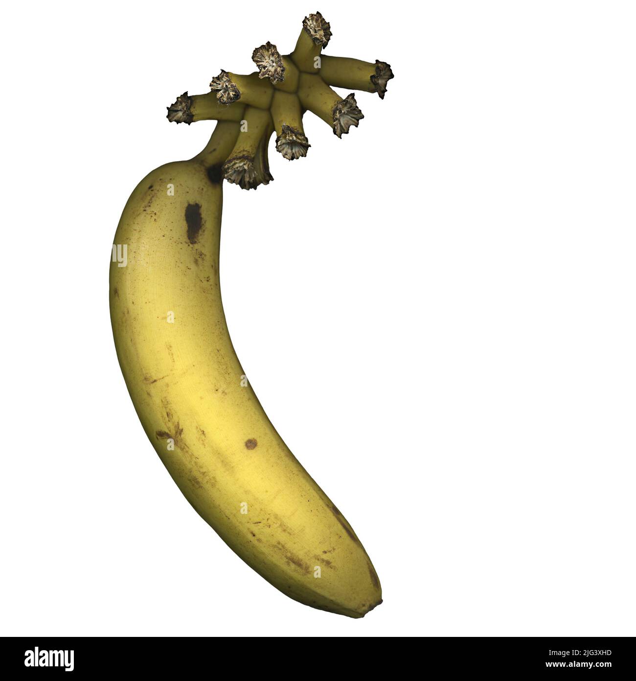 Food scarcity and economic recession concept using the last banana in a hand Stock Photo