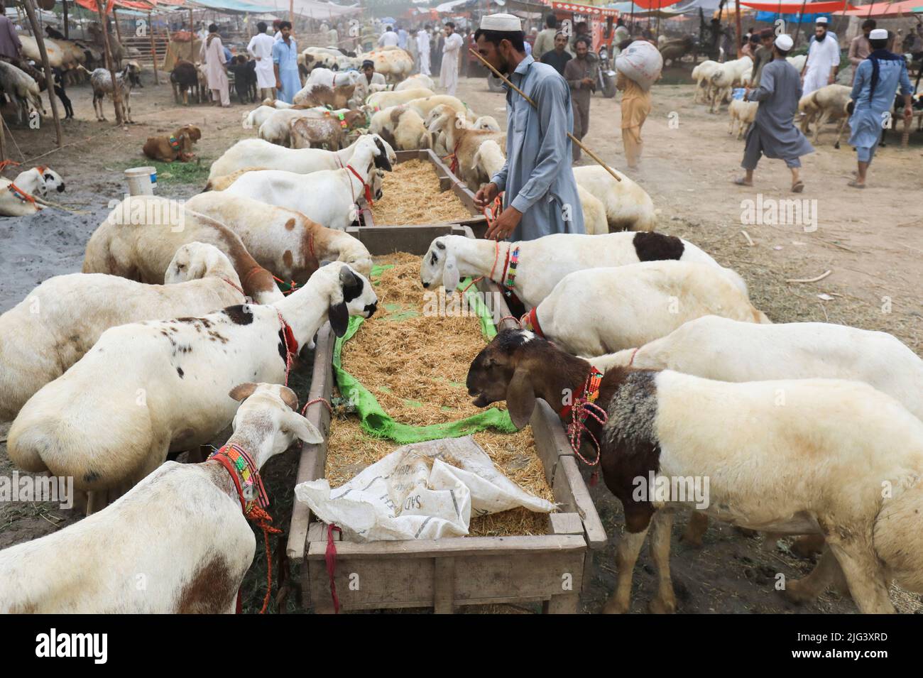 A man feeds his sacrificial animals for sale at a cattle market, ahead of the Eid al-Adha festival in Peshawar, Pakistan July 7, 2022. REUTERS/Fayaz Aziz Stock Photo
