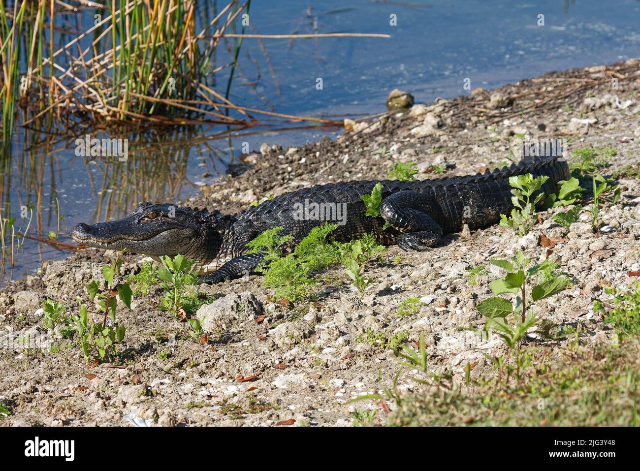 American alligator; young; yellowish bands barely visible; resting on pond bank; close-up, Alligator mississippiensis; animal; nature; reptile; marine Stock Photo