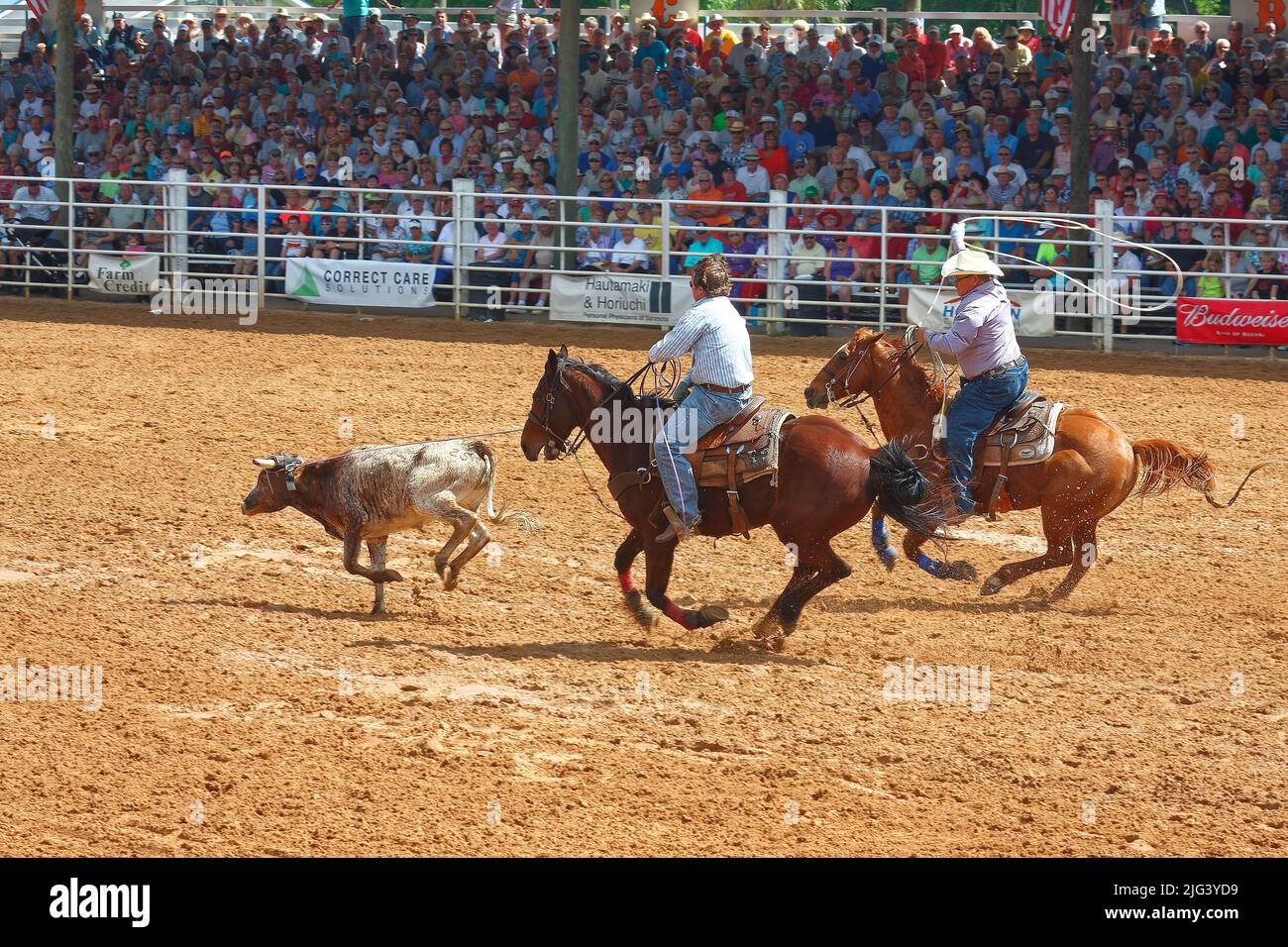 Lasso swinging hi-res stock photography and images - Alamy