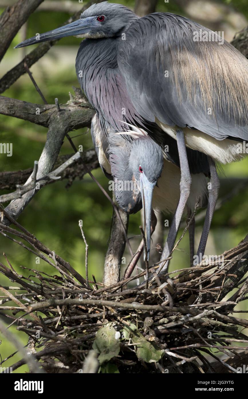 Nesting pair of tricolored herons at natural rookery in St. Augustine, Florida, United States, in sunny springtime April. Stock Photo